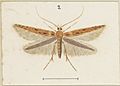 Batrachedra agaura MA I437896 TePapa Plate-XXXV-The-butterflies full (cropped)