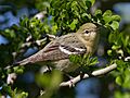 Bay-breasted Warbler by Dan Pancamo 4