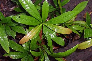 Beilschmiedia obtusifolia - juvenile foliage.jpg