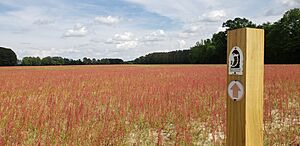 BentonvilleBattlefieldTrail