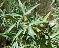 Berberis trifoliolata in spring