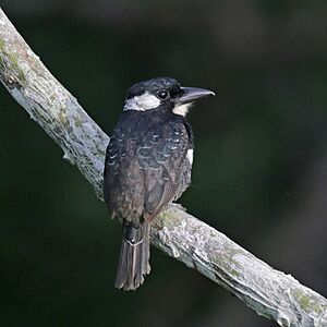 Black-breasted puffbird (Notharchus pectoralis) 2.jpg