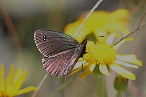 Black ringlet (Erebia melas) male Bulgaria.jpg