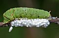 Braconid parasitoid wasp Apanteles sp eggs & Lime Butterfly (Papilio demoleus) cat W IMG 2862
