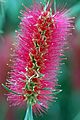 Callistemon Phoeniceus @ National Botanic Garden Of Wales (3706963940)