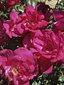 Camnethan Cherry Red Maddingley 5-11-2013