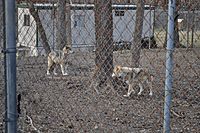 Canis lupus baileyi at Endangered Wolf Center
