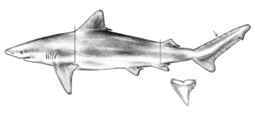 Carcharhinus porosus drawing