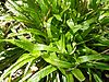 Carexplantaginea.jpg