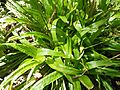 Carexplantaginea