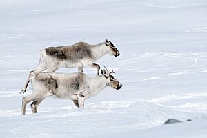 Caribou Rangifer tarandus caribou (33639815662)