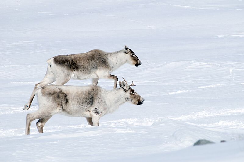 Caribou Rangifer tarandus caribou (33639815662)