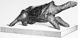Saddle-backed Rodrigues giant tortoise Facts for Kids