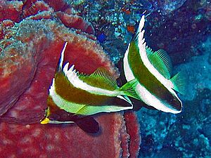 Chaetodontidae - Heniochus chrysostomus.jpg