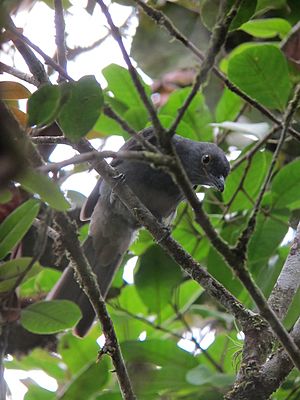 A grey bird partially perching at the branches of a trees.