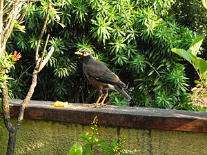 CommonMynah1-aw6789