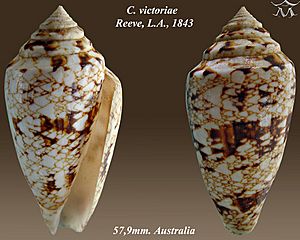 Conus victoriae 1.jpg
