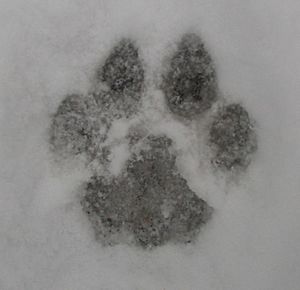 Cougar track