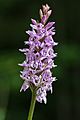 Dactylorhiza fuchsii Mariazell 01