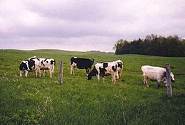 Dairy Cows, Collins Center, New York, 1999