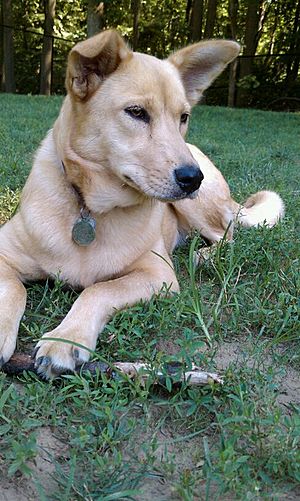 Dakota, the Dixie Dingo (or Carolina Dog).jpg