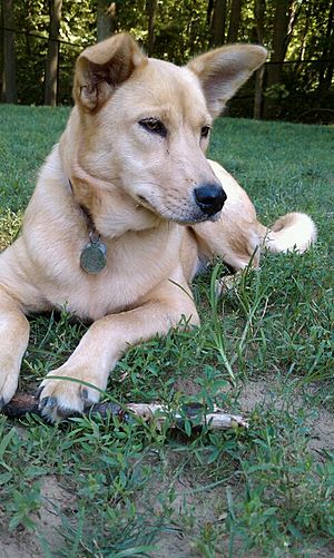 Carolina dog mix puppies sale