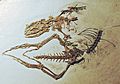 DalinghesaurusLongidigitus-PaleozoologicalMuseumOfChina-May23-08 (cropped)