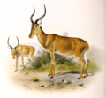 Damaliscus hunteri The book of antelopes (1894)