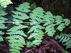 Deeply lobed fern with opposite fronds Dee Why.jpg