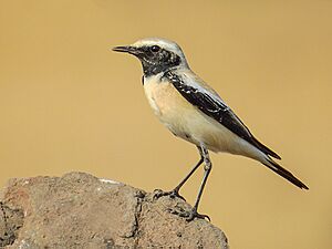 Desert Wheatear (Oenanthe deserti) Photograph by Shantanu Kuveskar.jpg