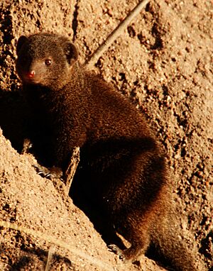 Dwarf mongoose1