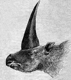 Elasmotherium 1878