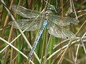 Emperor Dragonfly (Anax imperator) - geograph.org.uk - 430515