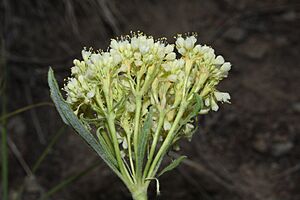 Eriogonum umbellatum 7298