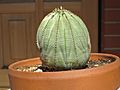 Euphorbia obesa 222