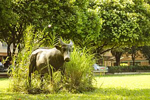 Far Eastern University Little Tamaraw "Bubalus Mindorensis"