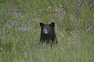 Female Black Bear in Cades Cove