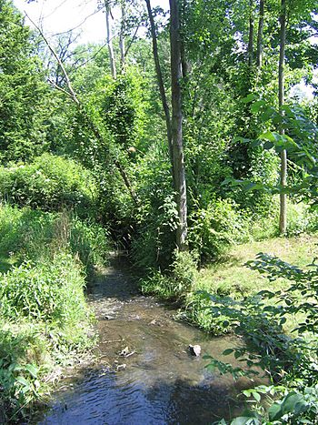 A shallow stream disappears into a lush green canopy of trees and grasses.