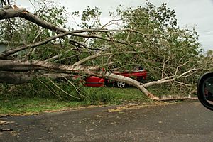 Ford Falcon ute crushed by a downed tree in Townsville