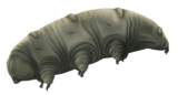 Fossil Tardigrade Dominican Amber