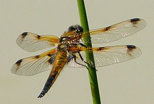 Four-spotted Chaser. Libellula quadrimaculata.Male. form praenubila - Flickr - gailhampshire