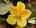 Fremontodendron Ken Taylor
