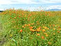 Fujiwara Palace, Cosmos Sulphureus (yellow cosmos) 01