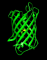 GFP Fluorescent Protein Movie