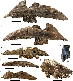 Galleonosaurus specimens