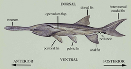 General Morphology of Paddlefish