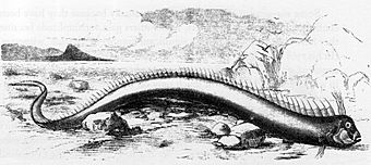 Giant oarfish bermuda beach 1860