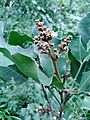 Glycosmis pentaphylla orangeberry vijayanrajapuram 04