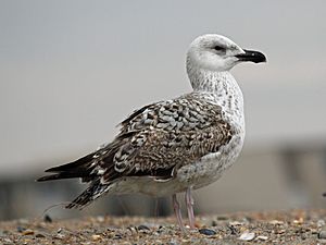 Great Black-backed Gull juvenile 2012RWD