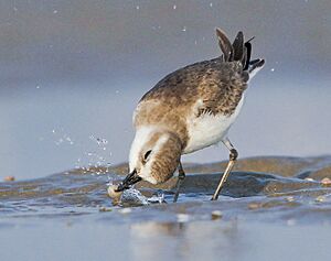 Greater Sand Plover at Kutch 2
